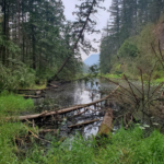 Upper Slough